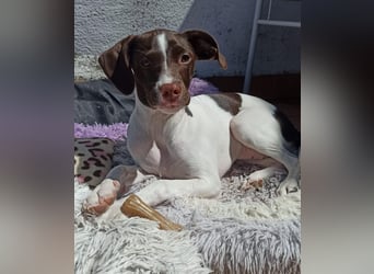 Duna - fröhliches Hundekind mit ganz viel Liebe im Gepäck