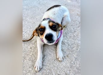 Guinda , zarte kleine Hundemama sucht ihr Zuhause