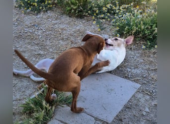 Lola - kleine Lachmaus  sucht ihr großes Glück