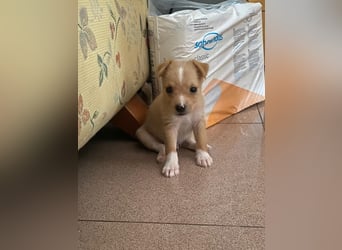 Enzo - kleiner Sonnenschein auf vier Pfoten sucht sein großes Glück