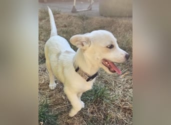 Copito sucht seine Für Immer Familie!