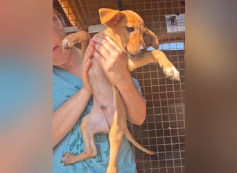 Fuet , kleiner Hundejunge möchte lernen, den Menschen zu vertrauen