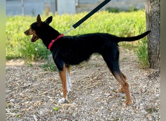 Heidi - dreifarbige Herzenshündin mit besonderem Charme sucht ihre Chance
