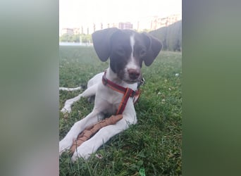 Duna - fröhliches Hundekind mit ganz viel Liebe im Gepäck