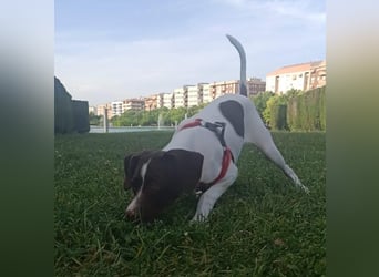 Duna - fröhliches Hundekind mit ganz viel Liebe im Gepäck