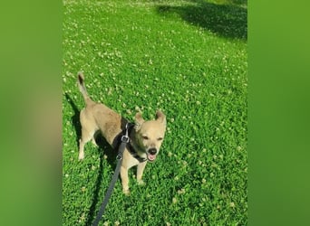 Rick, mag Katzen und Hundekumpels