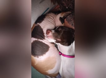 Duna - fröhliches Hundekind mit ganz viel Liebe im Gepäck