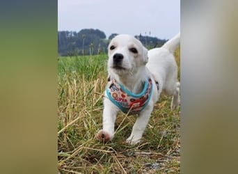 Copito sucht seine Für Immer Familie!