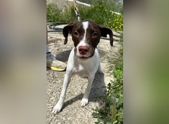Duna - fröhliches Hundekind mit ganz viel Liebe im Gepäck