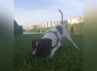 Duna - fröhliches Hundekind mit ganz viel Liebe im Gepäck