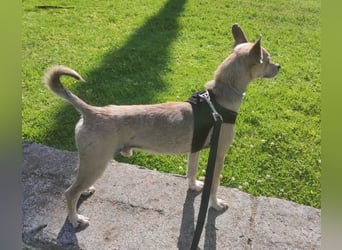 Rick, mag Katzen und Hundekumpels