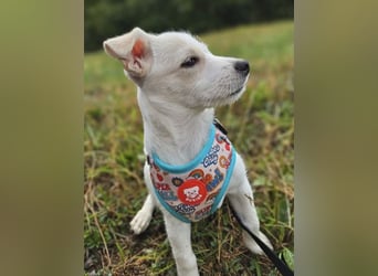 Copito sucht seine Für Immer Familie!