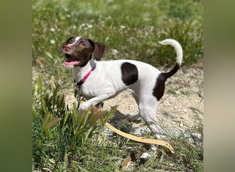Duna - fröhliches Hundekind mit ganz viel Liebe im Gepäck