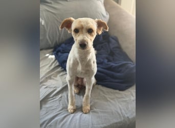 Canelo - vom verfilzten Fundhund zum treuen Familienfreund