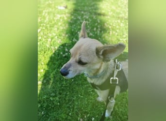 Rick, mag Katzen und Hundekumpels