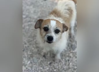 Pitufa, kleine Schlumpfine sucht ein ruhiges Zuhause