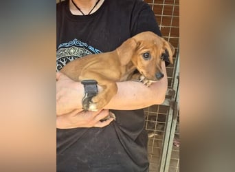 Akamaru, schüchterne Welpenmaus sucht Menschen, bei denen sie mutig werden darf