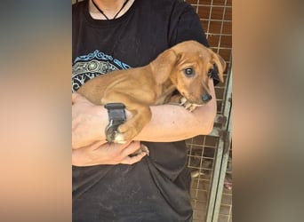Akamaru, schüchterne Welpenmaus sucht Menschen, bei denen sie mutig werden darf