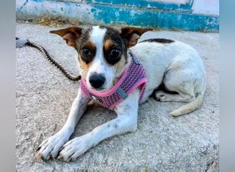 Guinda , zarte kleine Hundemama sucht ihr Zuhause
