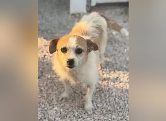 Pitufa sucht ein ruhiges Zuhause