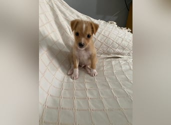 Enzo - kleiner Sonnenschein auf vier Pfoten sucht sein großes Glück