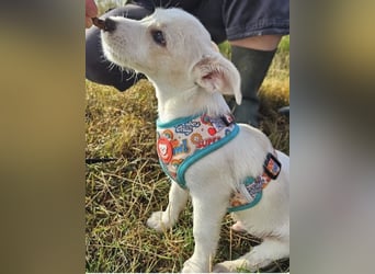 Copito sucht seine Für Immer Familie!