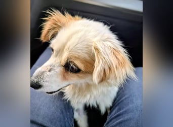 Lana ,kleine Herzenshündin mit fluffigen Öhrchen sucht dringend ihr Zuhause