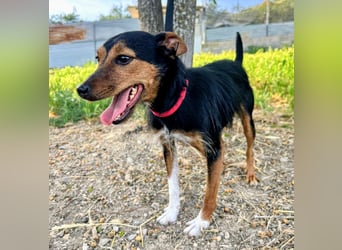 Heidi - dreifarbige Herzenshündin mit besonderem Charme sucht ihre Chance