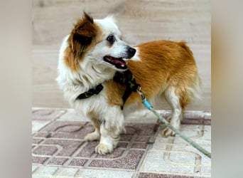 Lana ,kleine Herzenshündin mit fluffigen Öhrchen sucht dringend ihr Zuhause
