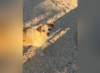 Pitufa, kleine Schlumpfine sucht ein ruhiges Zuhause