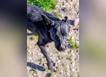 Tuno, katzenverträglicher Sonnenschein sucht seinen Platz