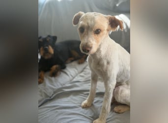 Canelo - vom verfilzten Fundhund zum treuen Familienfreund