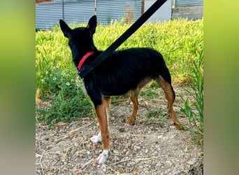 Heidi - dreifarbige Herzenshündin mit besonderem Charme sucht ihre Chance