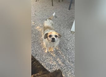 Pitufa, kleine Schlumpfine sucht ein ruhiges Zuhause