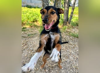 Heidi - dreifarbige Herzenshündin mit besonderem Charme sucht ihre Chance