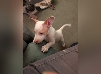 Peanut , kleines Flaschenkind sucht großes Glück