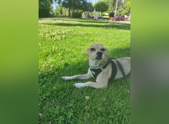 Rick, mag Katzen und Hundekumpels