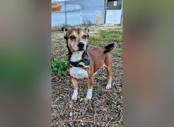 Turbo, hat seine Familie verloren