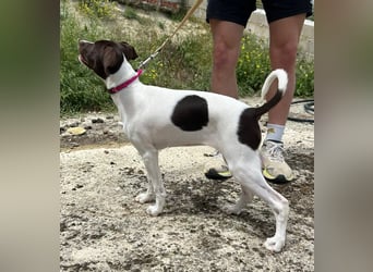 Duna - fröhliches Hundekind mit ganz viel Liebe im Gepäck