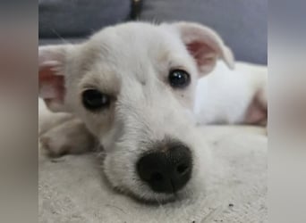 Copito sucht seine Für Immer Familie!