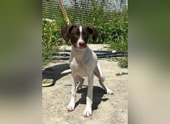 Duna - fröhliches Hundekind mit ganz viel Liebe im Gepäck
