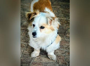 Lana ,kleine Herzenshündin mit fluffigen Öhrchen sucht dringend ihr Zuhause