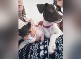 Duna - fröhliches Hundekind mit ganz viel Liebe im Gepäck