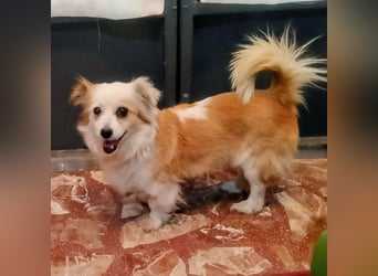 Lana ,kleine Herzenshündin mit fluffigen Öhrchen sucht dringend ihr Zuhause