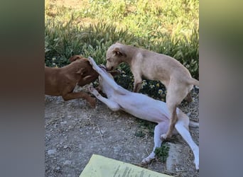 Lola, soll nicht im Tierheim aufwachsen