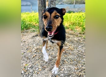 Heidi - dreifarbige Herzenshündin mit besonderem Charme sucht ihre Chance