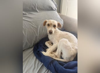 Canelo - vom verfilzten Fundhund zum treuen Familienfreund
