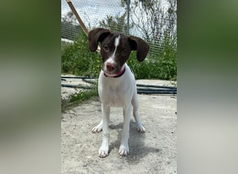 Duna - fröhliches Hundekind mit ganz viel Liebe im Gepäck