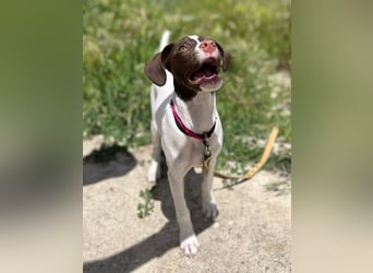 Duna - fröhliches Hundekind mit ganz viel Liebe im Gepäck