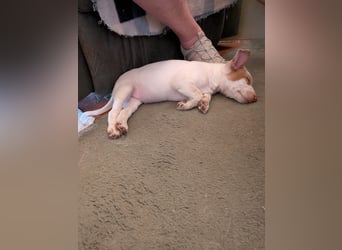 Peanut , kleines Flaschenkind sucht großes Glück